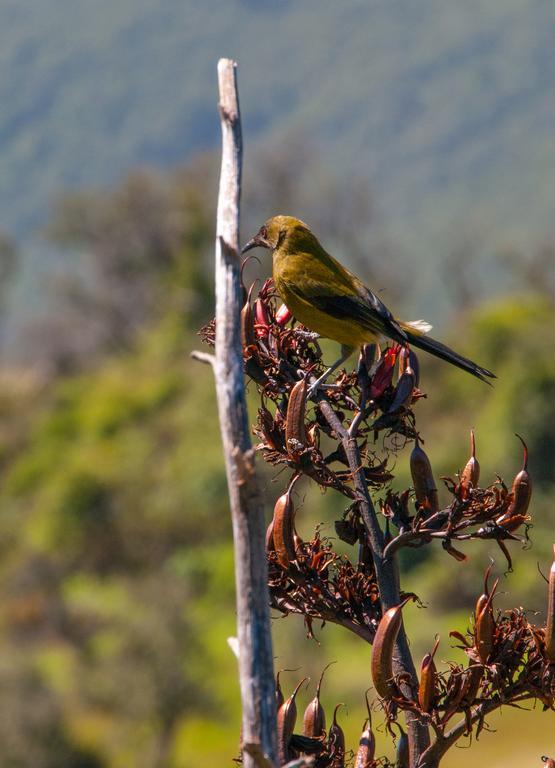Glenorchy Peaks Bed And Breakfast Εξωτερικό φωτογραφία